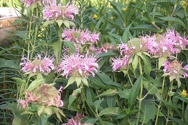 beebalm.jpg