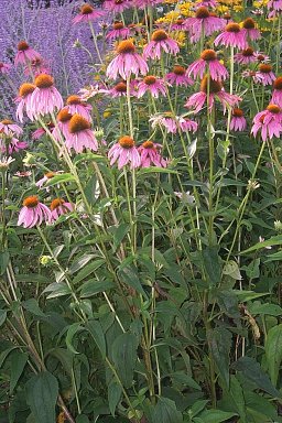 coneflwr.jpg