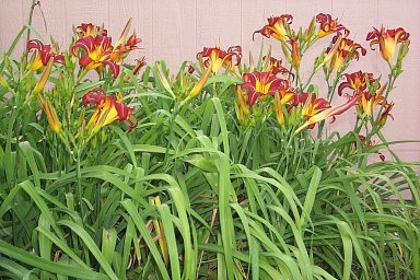 daylily.jpg