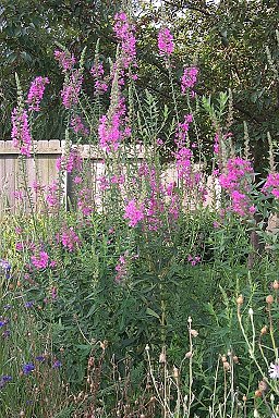 loosestrife.jpg