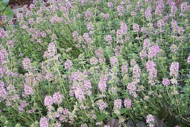 thyme.jpg